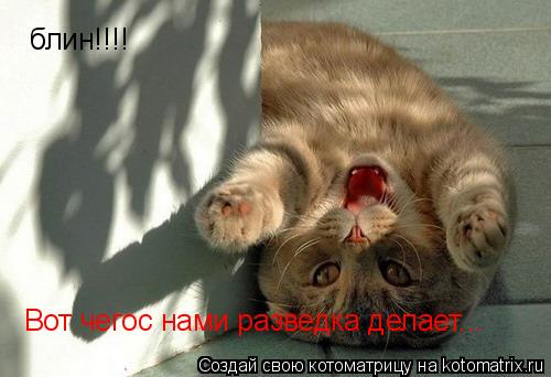 блин!!!! Вот чегос нами разведка делает...... Котоматрица: блин!!!! Вот чегос нами разведка делает...