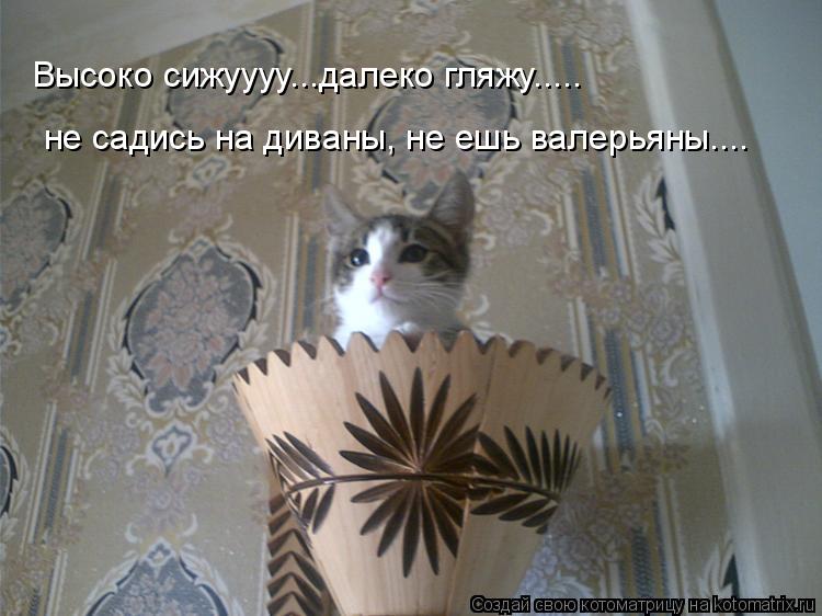 Высоко сижуууу...далеко гляжу..... не садись на диваны, не ешь валерьяны....... Котоматрица: Высоко сижуууу...далеко гляжу..... не садись на диваны, не ешь валерьяны....