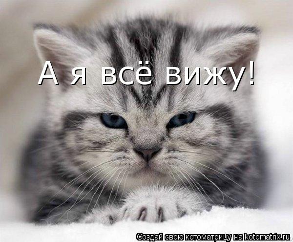 Котоматрица: А я всё вижу!