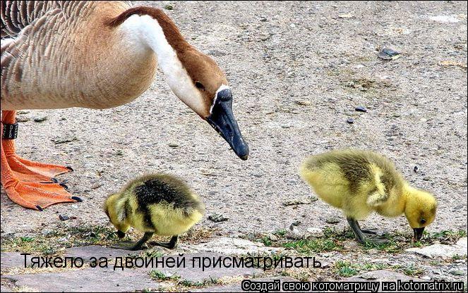 Тяжело за двойней присматривать...... Котоматрица: Тяжело за двойней присматривать...