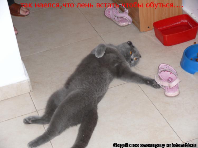 так наелся,что лень встать чтобы обуться....... Котоматрица: так наелся,что лень встать чтобы обуться....