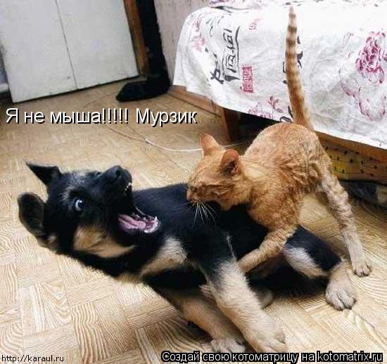 Я не мыша!!!!! Мурзик... Котоматрица: Я не мыша!!!!! Мурзик