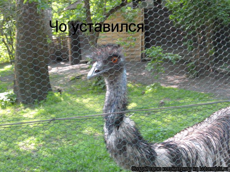 Чо уставился... Котоматрица: Чо уставился