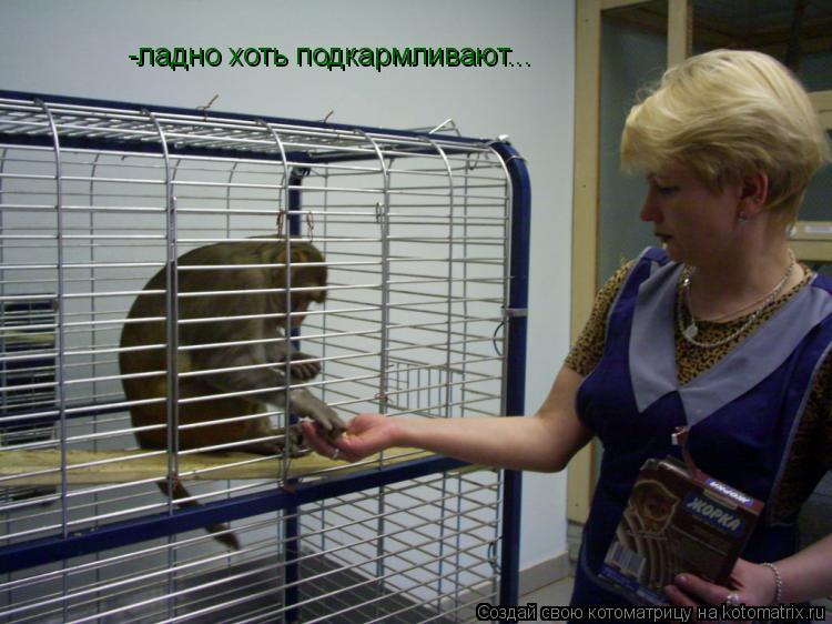 -ладно хоть подкармливают...... Котоматрица: -ладно хоть подкармливают...