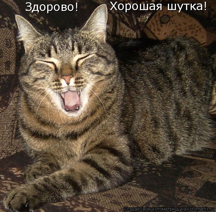Котоматрица: Здорово! Хорошая шутка!