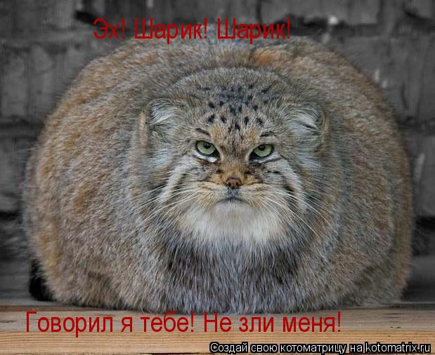 Эх! Шарик! Шарик! Говорил я тебе! Не зли меня!... Котоматрица: Эх! Шарик! Шарик! Говорил я тебе! Не зли меня!