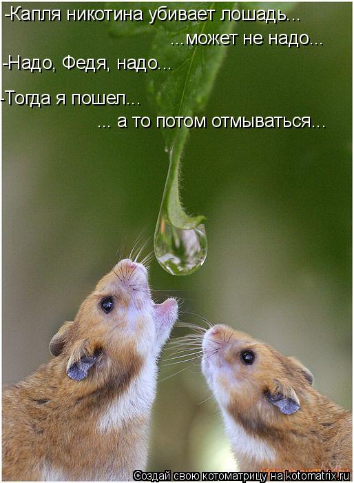 -Капля никотина убивает лошадь... ...может не надо... -Надо, Федя, надо... -Тогда я пошел... ... а ... Котоматрица: -Капля никотина убивает лошадь... ...может не надо... -Надо, Федя, надо... -Тогда я пошел... ... а то потом отмываться...