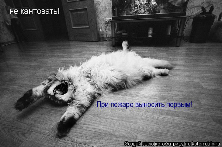 не кантовать! При пожаре выносить первым!... Котоматрица: не кантовать! При пожаре выносить первым!