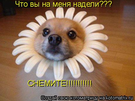 Что вы на меня надели??? СНЕМИТЕ!!!!!!!!!!!... Котоматрица: Что вы на меня надели??? СНЕМИТЕ!!!!!!!!!!!