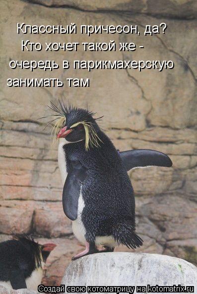 Котоматрица: Классный причесон, да?  Кто хочет такой же -   очередь в парикмахерскую  занимать там