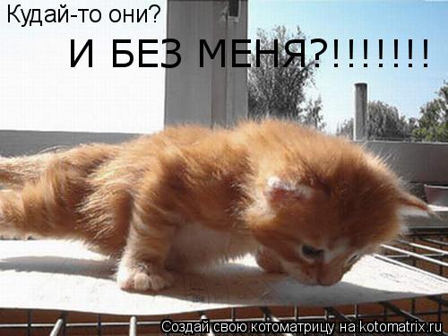 Кудай-то они? И БЕЗ МЕНЯ?!!!!!!!... Котоматрица: Кудай-то они? И БЕЗ МЕНЯ?!!!!!!!