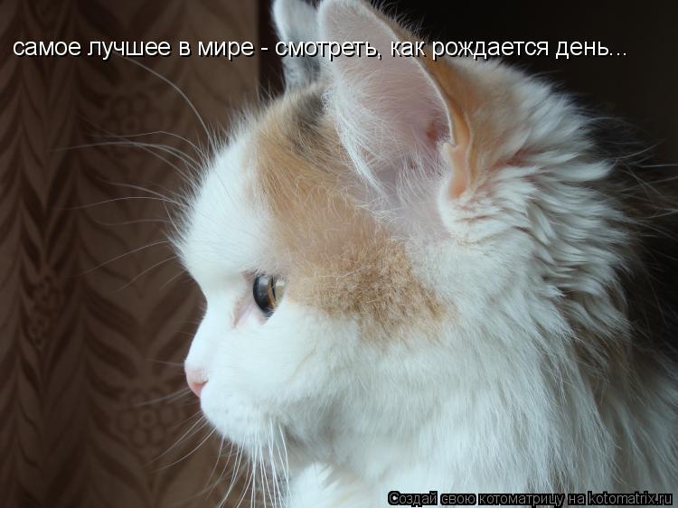 самое лучшее в мире - смотреть, как рождается день...... Котоматрица: самое лучшее в мире - смотреть, как рождается день...