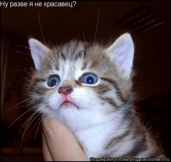 Ну разве я не красавец?... Котоматрица: Ну разве я не красавец?