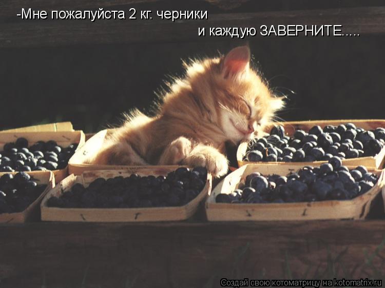 -Мне пожалуйста 2 кг. черники и каждую ЗАВЕРНИТЕ........ Котоматрица: -Мне пожалуйста 2 кг. черники и каждую ЗАВЕРНИТЕ.....