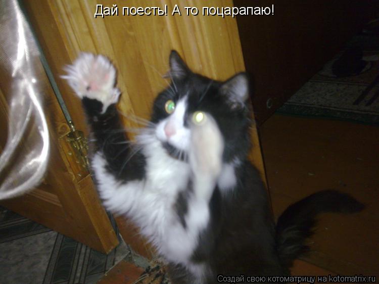 Дай поесть! А то поцарапаю!... Котоматрица: Дай поесть! А то поцарапаю!