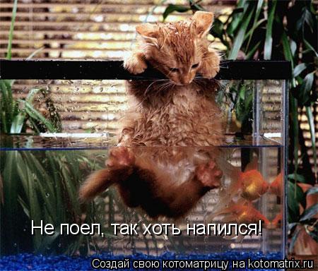 Не поел, так хоть напился!... Котоматрица: Не поел, так хоть напился!