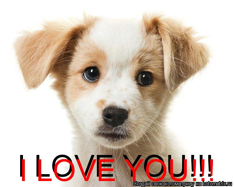 I LOVE YOU!!! I LOVE YOU!!!... Котоматрица: I LOVE YOU!!! I LOVE YOU!!!
