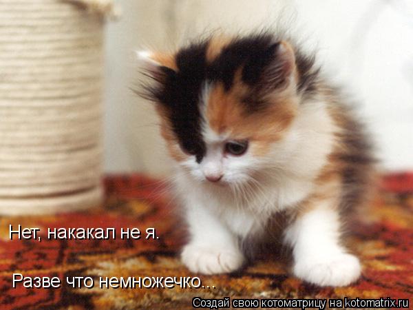 Нет, накакал не я. Разве что немножечко...... Котоматрица: Нет, накакал не я. Разве что немножечко...