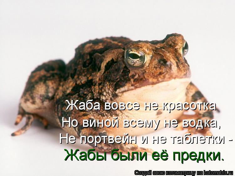 Котоматрица: Жаба вовсе не красотка Но виной всему не водка, Не портвейн и не таблетки - Жабы были её предки.