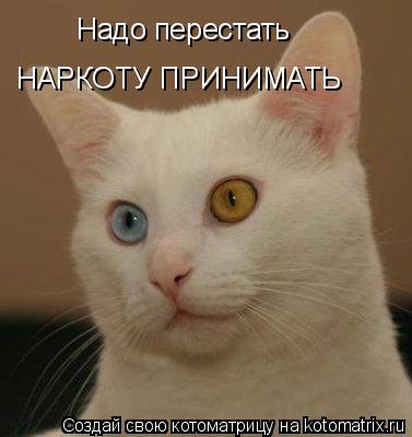 Надо перестать НАРКОТУ ПРИНИМАТЬ... Котоматрица: Надо перестать НАРКОТУ ПРИНИМАТЬ