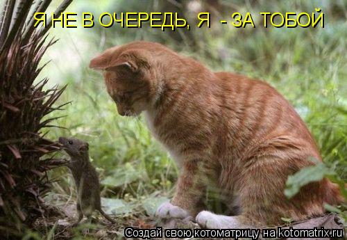 Я НЕ В ОЧЕРЕДЬ, Я - ЗА ТОБОЙ... Котоматрица: Я НЕ В ОЧЕРЕДЬ, Я - ЗА ТОБОЙ