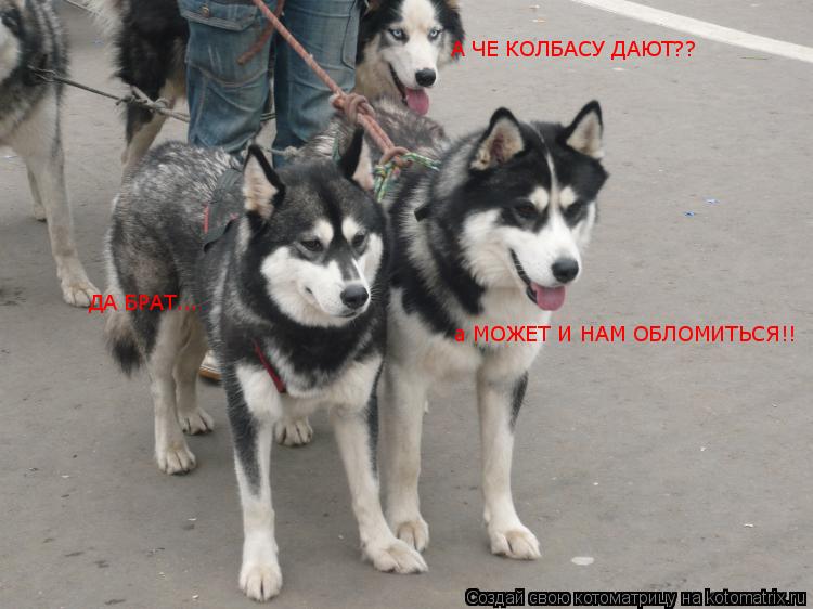 Котоматрица: А ЧЕ КОЛБАСУ ДАЮТ?? ДА БРАТ... а МОЖЕТ И НАМ ОБЛОМИТЬСЯ!!
