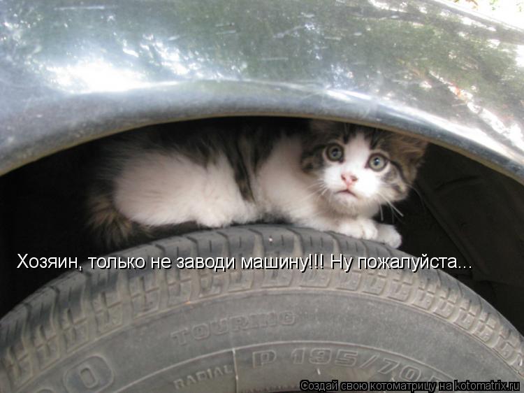 Хозяин, только не заводи машину!!! Ну пожалуйста...... Котоматрица: Хозяин, только не заводи машину!!! Ну пожалуйста...