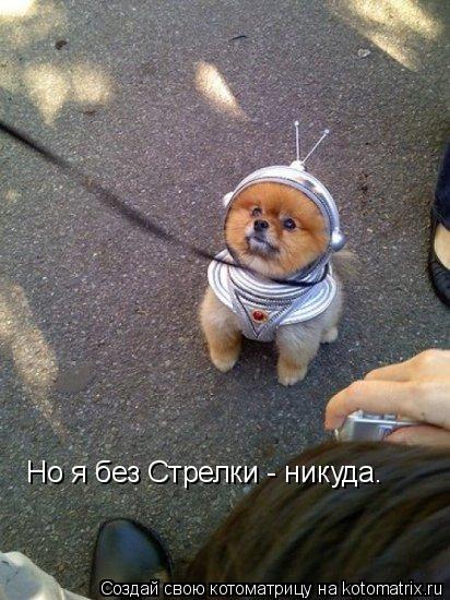 Но я без Стрелки - никуда.... Котоматрица: Но я без Стрелки - никуда.