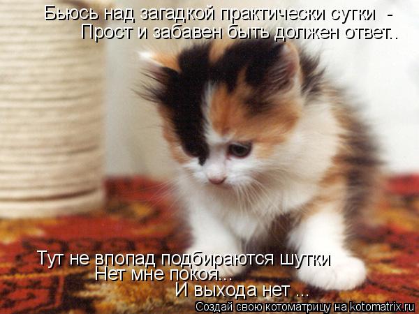 Бьюсь над загадкой практически сутки - Прост и забавен быть должен ответ.. Тут не впопад подбираются... Котоматрица: Бьюсь над загадкой практически сутки - Прост и забавен быть должен ответ.. Тут не впопад подбираются шутки Нет мне покоя... И выхода
