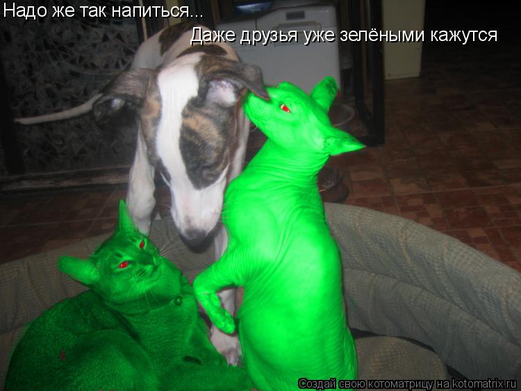 Котоматрица: Надо же так напиться... Даже друзья уже зелёными кажутся