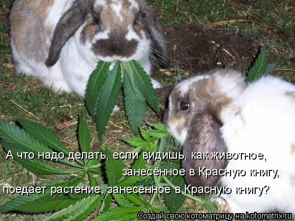 А что надо делать, если видишь, как животное, занесённое в Красную книгу, поедает растение, занесён... Котоматрица: А что надо делать, если видишь, как животное, занесённое в Красную книгу, поедает растение, занесённое в Красную книгу?