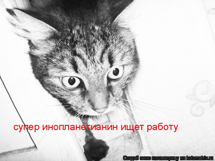 супер инопланетианин ищет работу... Котоматрица: супер инопланетианин ищет работу