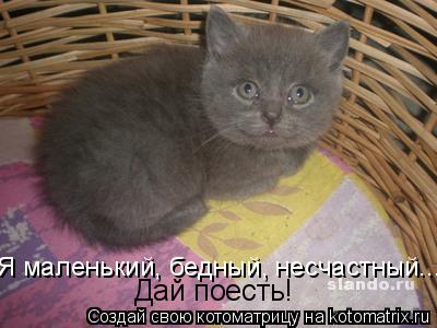 Котоматрица: Я маленький, бедный, несчастный... Дай поесть!