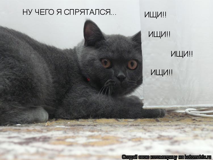 Котоматрица: НУ ЧЕГО Я СПРЯТАЛСЯ... ИЩИ!! ИЩИ!! ИЩИ!! ИЩИ!!