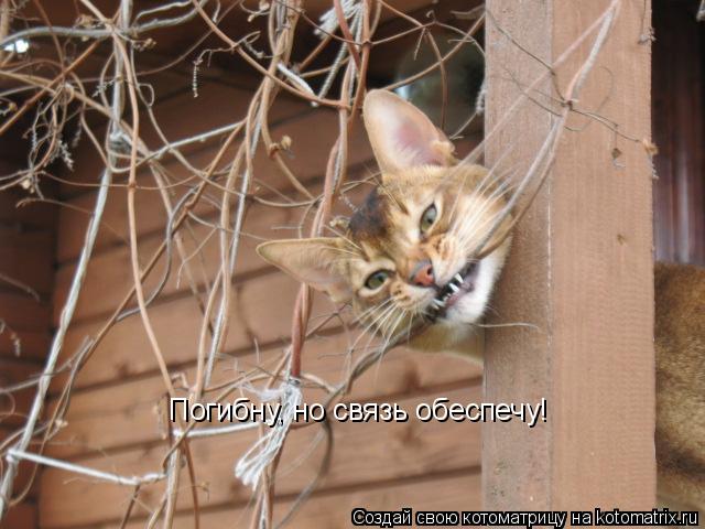 Погибну, но связь обеспечу!... Котоматрица: Погибну, но связь обеспечу!