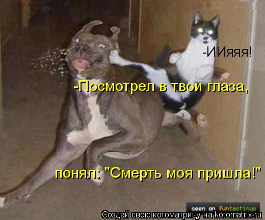 -ИИяяя! -Посмотрел в твои глаза, понял: "Смерть моя пришла!"... Котоматрица: -ИИяяя! -Посмотрел в твои глаза, понял: "Смерть моя пришла!"