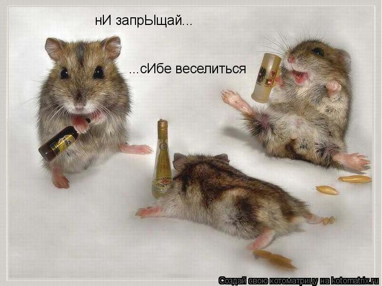нИ запрЫщай... ...сИбе веселиться... Котоматрица: нИ запрЫщай... ...сИбе веселиться