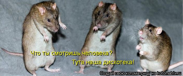 Котоматрица: Что ты смотришь,человека? Тута наша дискотека!