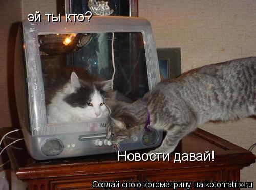 эй ты кто? Новости давай!... Котоматрица: эй ты кто? Новости давай!