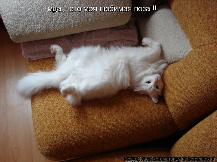 мда....это моя любимая поза!!!... Котоматрица: мда....это моя любимая поза!!!
