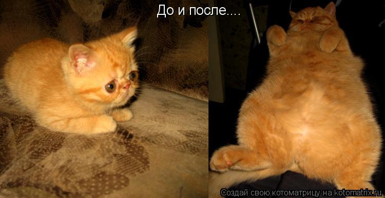 Котоматрица: До и после....
