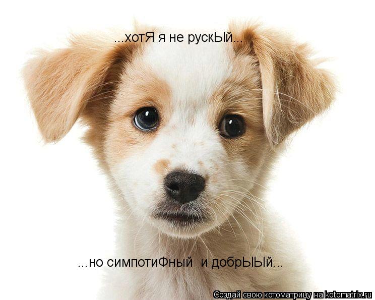 Котоматрица: ...хотЯ я не рускЫй... ...но симпотиФный  и добрЫЫй...