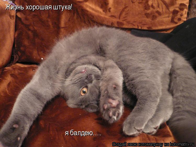 Жизнь хорошая штука! я балдею........ Котоматрица: Жизнь хорошая штука! я балдею.....