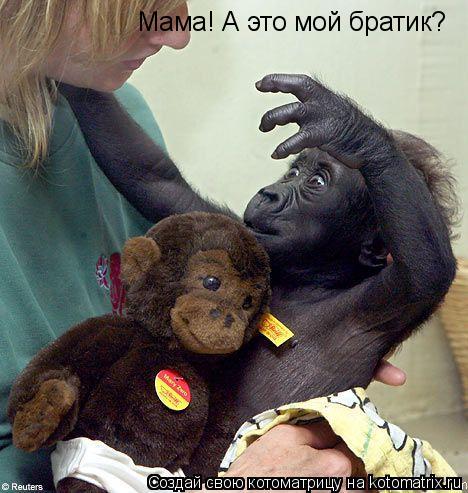 Котоматрица: Мама! А это мой братик?
