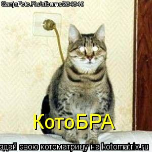 Котоматрица: КотоБРА