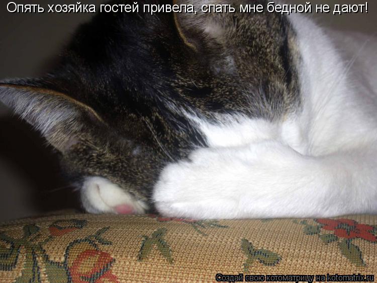 Опять хозяйка гостей привела, спать мне бедной не дают!... Котоматрица: Опять хозяйка гостей привела, спать мне бедной не дают!