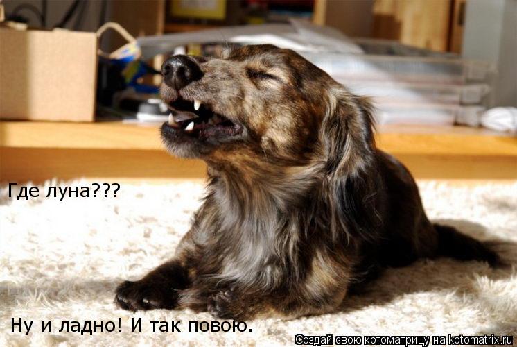 Котоматрица: Где луна??? Ну и ладно! И так повою.