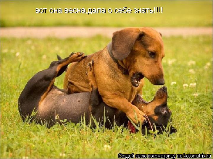 вот она весна,дала о себе знать!!!!... Котоматрица: вот она весна,дала о себе знать!!!!