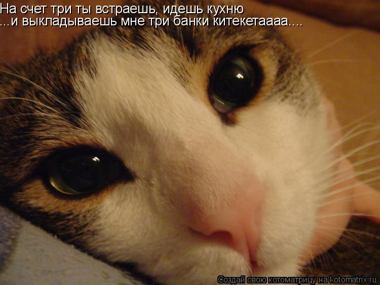На счет три ты встраешь, идешь кухню ...и выкладываешь мне три банки китекетаааа....... Котоматрица: На счет три ты встраешь, идешь кухню ...и выкладываешь мне три банки китекетаааа....