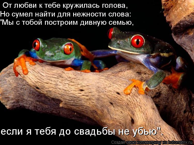 От любви к тебе кружилась голова, Но сумел найти для нежности слова: "Mы с тобой построим дивную семь... Котоматрица: От любви к тебе кружилась голова, Но сумел найти для нежности слова: "Mы с тобой построим дивную семью, если я тебя до свадьбы не убью".
